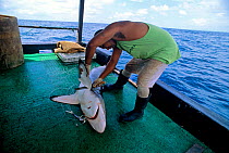 Long-line fisherman cutting fins from Oceanic Blacktip Shark (Carcharhinus limbatus), Cocos Island, Costa Rica, Pacific Ocean. Model released.