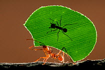 Leaf cutter ant (Atta sp) female worker carrying leaf to nest, with a smaller 'minor' ant riding. The minor's job is to protect her sister from parasitic flies. Costa Rica, December. Highly Commended,...