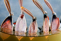 Dalmatian pelicans (Pelecanus crispus) low angle perspective of open bills, Lake Kerkini, Greece, February. Highly Commended, 2011 Wildlife Photographer of the Year competition.