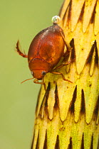 Water Beetle (Hyphydrus ovatus: Dytiscidae). Europe, May.