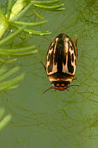 Water Beetle (Platambus maculatus: Dytiscidae). Europe, July.