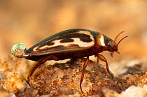 Water Beetle (Platambus maculatus: Dytiscidae) with breathing bubble visible on abdomen. Europe, July.
