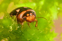 Water Beetle (Platambus maculatus: Dytiscidae). Europe, July.