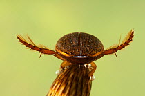 Water Beetle (Rhantus suturalis: Dytiscidae) with breathing bubble visible under carapace. Europe, May.