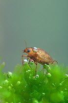 Water Beetle (Rhantus suturalis: Dytiscidae). Europe, May.