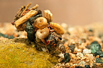 Caddisfly (Trichoptera) larva in protective case made of debris and snail shells. Europe, July.