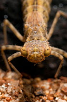 Portrait of Darner Dragonfly (Aeshna) nymph. Europe, August.