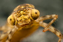 Portrait of Darner Dragonfly (Aeshna) nymph. Europe, September.