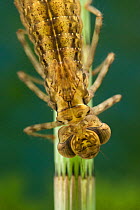 Darner Dragonfly (Aeshna) nymph. Europe, September.
