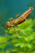 Darner Dragonfly (Aeshna) nymph. Europe, August.