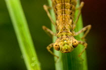 Portrait of Darner Dragonfly (Aeshna) nymph. Europe, August.