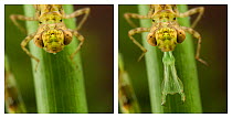 Darner Dragonfly (Aeshna) nymph; sequence with its specialised mouthparts retracted and extended. Europe, August.