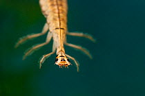 Lesser Diving Beetle (Acilius sulcatus) larva portrait. Europe, August.