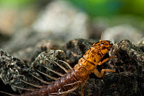 Alder Fly (Sialis lutaria) larva. Europe, September.