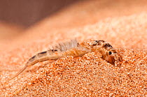 Mayfly (Ephemera) larva - burrowing type. Europe, April.