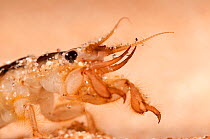 Mayfly (Ephemera) larva - burrowing type. Europe, April.