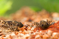 Mayfly (Ephemera) larva - rock clinging type. Europe, April.