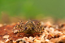 Mayfly (Ephemera) larva - rock clinging type. Europe, April.