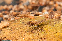 Mayfly (Ephemera) larva - swimming type. Europe, April.