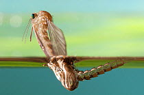 Mosquito (Culex pipiens) adult  emerging through water surface from larva. Europe, August.