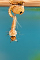 Mosquito (Culex pipiens) larva below its pupa case. Europe, August.