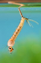 Mosquito (Culex pipiens) larva with breathing siphon touching surface. Europe, August.
