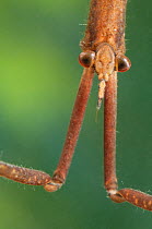Needle Bug / Water Stick Insect (Ranatra linearis) portrait. Europe, August.