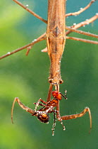 Needle Bug / Water Stick Insect (Ranatra linearis) with ant prey. Europe, August.