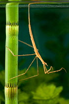 Needle Bug / Water Stick Insect (Ranatra linearis) awaiting prey. Europe, August.