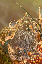 Net-spinning Caddisfly (Trichoptera) with web. Europe, May.