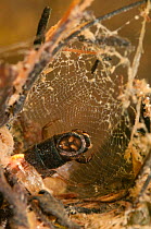 Net-spinning Caddisfly (Trichoptera) with web. Europe, May.