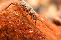 Stonefly (Plecoptera) larva. Europe, April.