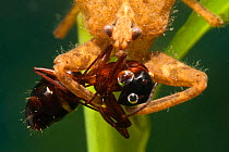 Water Scorpion (Nepa cinerea) with ant prey. Europe, July.