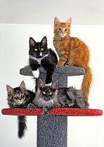 Domestic cat, Maine coon / Shag, male, kittens, 3 months sitting together on a scratching post.