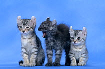Domestic cat, two American curl silver shorthaired spotted tabby kittens with a longhaired black smoke kitten standing meowing in the middle, against a blue background.