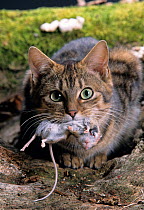 Domestic cat, brown tabby looking up at camera, outdoors with field mouse in mouth.
