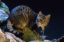 Domestic cat, brown tabby looking up at camera, outdoors at night with field mouse in mouth.