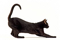 Domestic cat, Havana brown, chocolate, stretching profile.