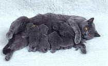 Domestic cat, British shorthaired blue, adult female suckling kittens.