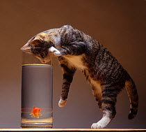 Domestic cat, brown tabby and white cat standing with head down looking into a tank of water containing a goldfish.