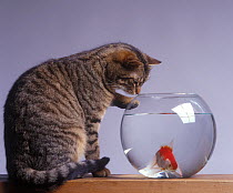 Domestic cat, brown tabby and white cat sitting, looking at fish with one paw on goldfish bowl.