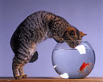 Domestic cat, brown tabby and white cat standing looking at fish with head in goldfish bowl.