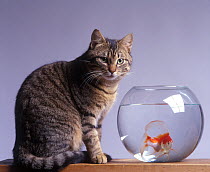 Domestic cat, brown tabby and white cat standing next to a glass bowl containing a goldfish.