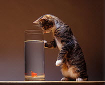 Domestic cat, brown tabby and white cat standing looking at goldfish fish with one paw on tank.