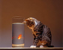 Domestic cat, brown tabby and white cat sitting looking at goldfish through glass tank.