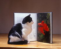Domestic cat, domestic black and white shorthaired cat looking at a goldfish picture in a book.