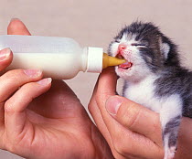 Domestic cat, black and white kitten being fed milk from a bottle.