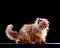 Domestic cat, Colourpoint  / Himalayan Persian,  mink, portrait.