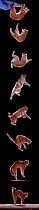 Digital composite - Sequence of eight showing a domestic cat, male red tabby falling and landing. Model released.