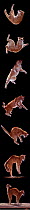 Digital composite - Sequence of eight showing a domestic cat, male red tabby falling and landing.